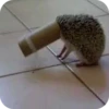Hedgehogs 19