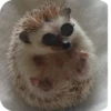Hedgehogs 20