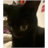 Cat vibes 18