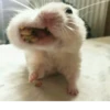 Animal mem 2