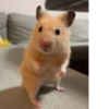 Animal mem 3
