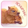 капибYра 7