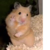 Animal mem 4