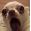 Animal mem 5