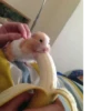 Animal mem 6