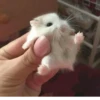 Animal mem 7