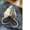 Animal mem 8