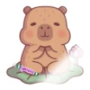 capibara 2 12