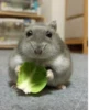 Animal mem 9