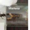 ЧертRта от 8