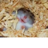 Animal mem 10