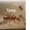 ЧертRта от 12