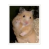 Animal mem 11