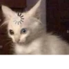 Animal mem 12