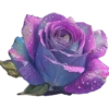 Rosas Hermosas💞1🇵🇪Clásica 6