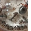 ЧертRта от 15