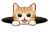 Cute kitties | 12