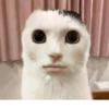 Korean rospedraso 18
