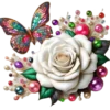 Rosas Hermosas💞1🇵🇪Clásica 11
