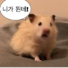 Animal mem 16