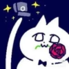 Funny Chinese Cat 17