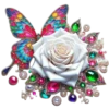 Rosas Hermosas💞1🇵🇪Clásica 13