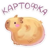 капибYра 17
