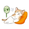 Cute kitties | 17