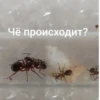 ЧертRта от 18