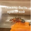 ЧертRта от 22
