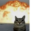 Zazu cat 9