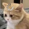 Animal mem 21