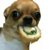 Animal mem 22