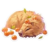 капибYра 21