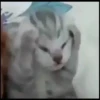 Animal mem 23