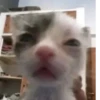 Animal mem 24