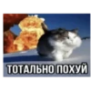 Zazu cat 10