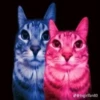 Zazu cat 11