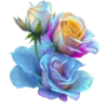 Rosas Hermosas💞1🇵🇪Clásica 23