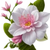 Rosas Hermosas💞1🇵🇪Clásica 26