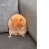 Animal mem 26