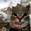 Zazu cat 13
