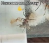 ЧертRта от 29