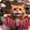 Gatos 9 👩🏻‍🎨 Img.1712 9