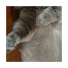 Looong animals 14
