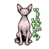 Cat stamp Sphinx 16