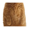 Looong animals 18