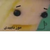 موز تاییدی