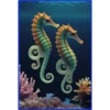 💥Animales del Fondo marino 💥 20