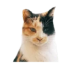 Looong animals 24